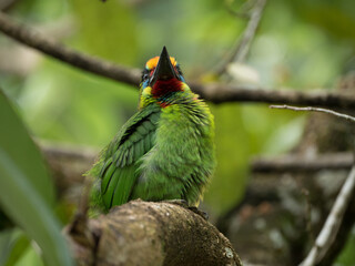 Beautiful green bird, Red-throated Barbet (Megalaima mystacophonos)