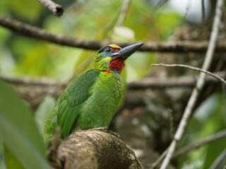 Beautiful green bird, Red-throated Barbet (Megalaima mystacophonos)