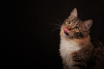 Cat on a dark background
