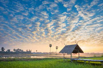 The rural atmosphere in Thailand, the rice fields in the morning with the sunrise and the beautiful sky, suitable for use in various media advertising in Thailand tourism