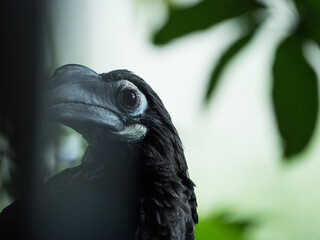 Close-up picture of hornbill bird