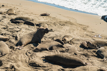 Elephant seal colony, busy mating and birthing season.   San Simeon State Park, California Coast