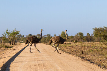 Pair of Common Ostrich (Struthio camelus) female hens crossing a dirt road in Kruger National Park, South Africa with copy space