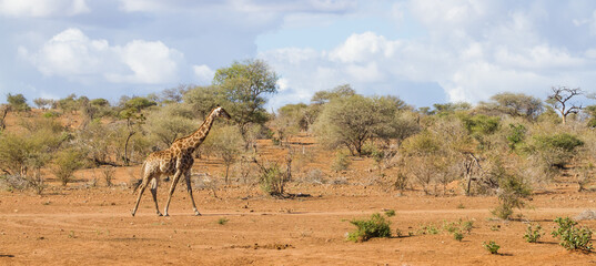 Fototapeta na wymiar Panorama view of solitary adult giraffe walking alone in the sandy bushveld in Kruger National Park, South Africa