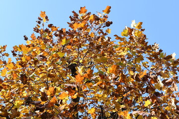 秋色のプラタナス