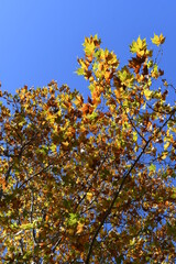 秋色のプラタナス