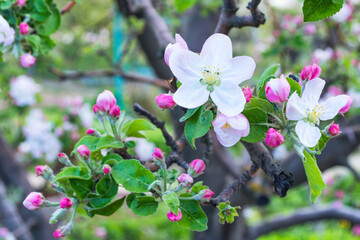 Flowering branches of Apple. Flowers tree close-up. Soft bokeh. Soft selective focus.