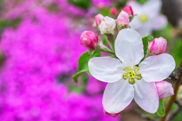 Obraz premium The apple tree blooms against the background of phlox subulata flowers.