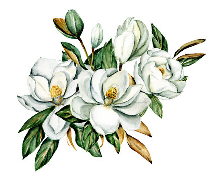 watercolor white magnolia flowers with green leaves clip art preview