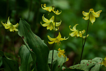 flowers in the garden