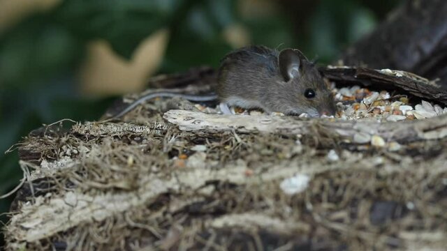 A cute wild baby Wood Mouse,  Apodemus sylvaticus, eating seeds sitting on a log in woodland.