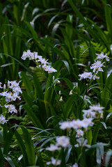 iris japonica in the forest