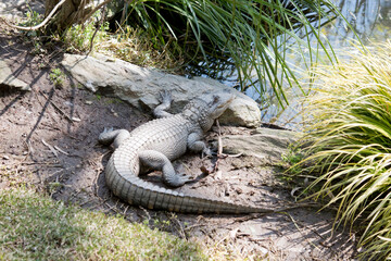 The alligator is heading for the water