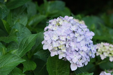 紫陽花
