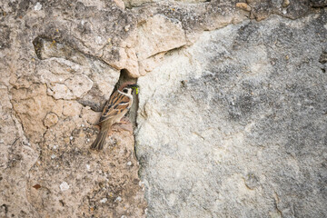 Common sparrow on a wall