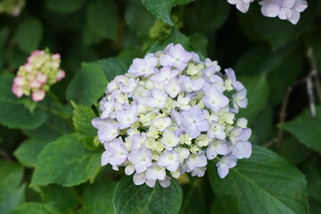 紫陽花