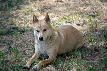 the golden dingo is resting on the grass