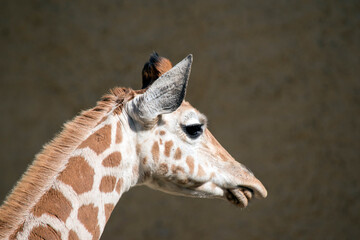 this is a side view of a giraffe