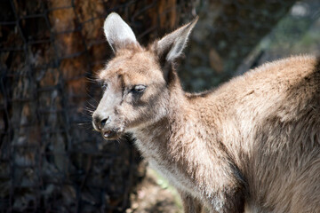 this is a side view of a Kangaroo-Island Kangaroo