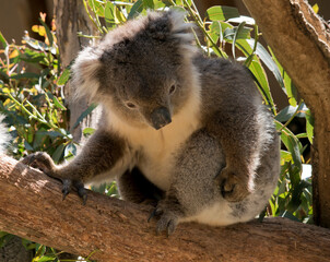 the koala is scratching himself