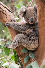the young koala is grey and rufous with fluffy ears