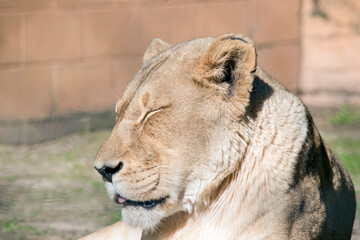 Fototapeta premium this is a close up of a lioness