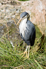 the pied heron is a black and white bird with yellow eyes