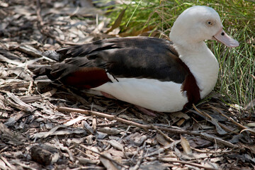 this is a sideview of a radjah shelduck