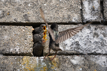 Female starling feeding her young in their nest in a house wall