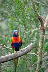 the rainbow lorikeet is perched on a tree branch
