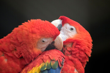 this is a close up of red macaws preening each other