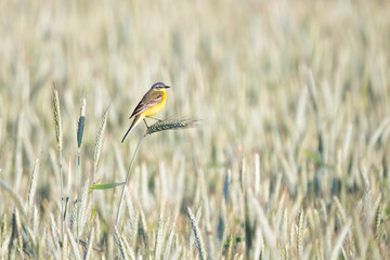 yellow wagtail on a meadow