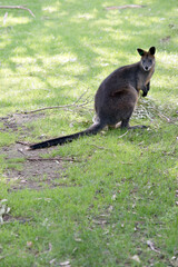 the swamp wallaby is a large wallaby witrh a long tail