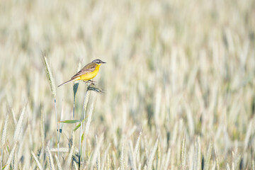Yellow wagtail on wheat