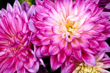 Obraz premium Beautiful flowers of Chinese Aster.