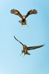 Female marsh harrier fighting with a common buzzard