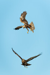 Female marsh harrier fighting with a common buzzard