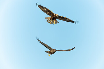 Female marsh harrier fighting with a common buzzard