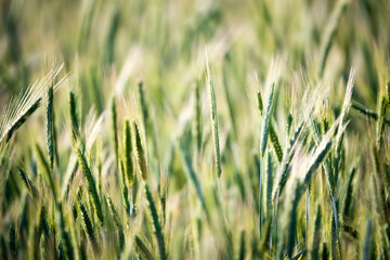 Fototapeta premium green wheat field