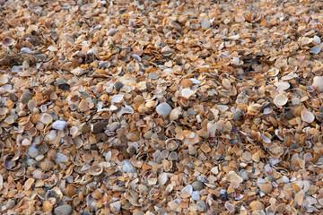 Small clam shells on the beach