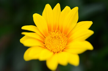 ガザニアの花（Gazania flowers）