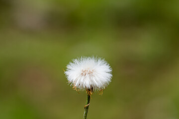Dandelion in front of a blurry background