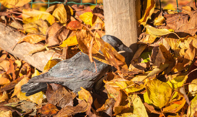Common Jackdaw - this small bird turned out to be extremely playful, which it showed by throwing leaves at people's feet.
