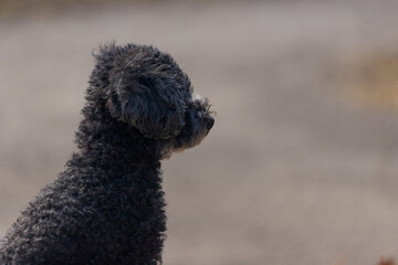 冬の公園で遊んでいる可愛いプードルの犬の姿