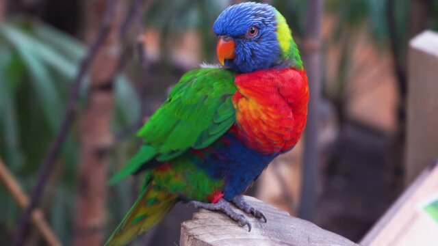 A parrot cleans its feathers, a Rainbow lorikeet close-up, copy space, 4K
