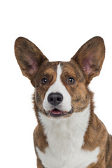 dog welsh corgi kargigan on a white background. happy pet 