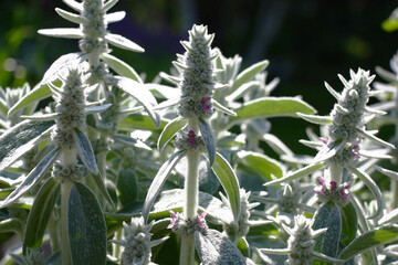 Sunny summer day after a rain. Magnificent fresh plants of a stachys. On silvery fluffy leaves...