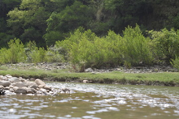 water in the canal with some stones and greenery on sides somewhere in country side with pine trees on sides 