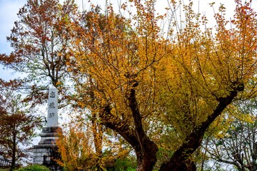 Fototapeta premium 杵築の紅葉