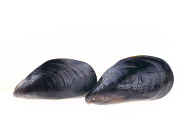 Mussels on a white background